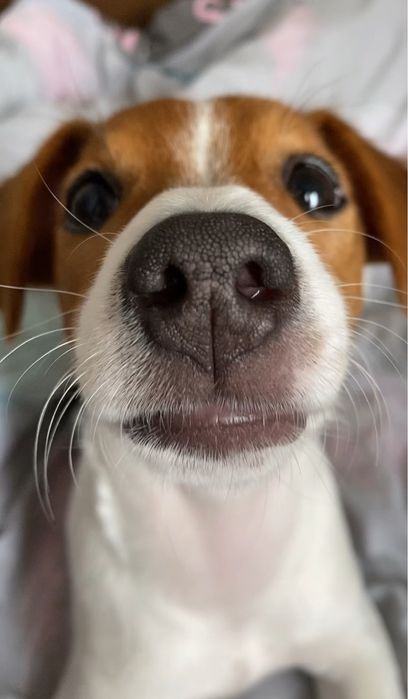 Ищу кобеля для вязки Джек Рассел Терьер