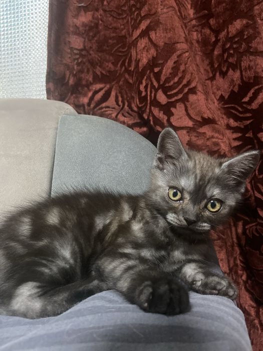 Шотландські  котики  шукають новий дім