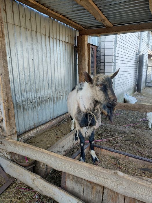 Козел альпийский для вязки