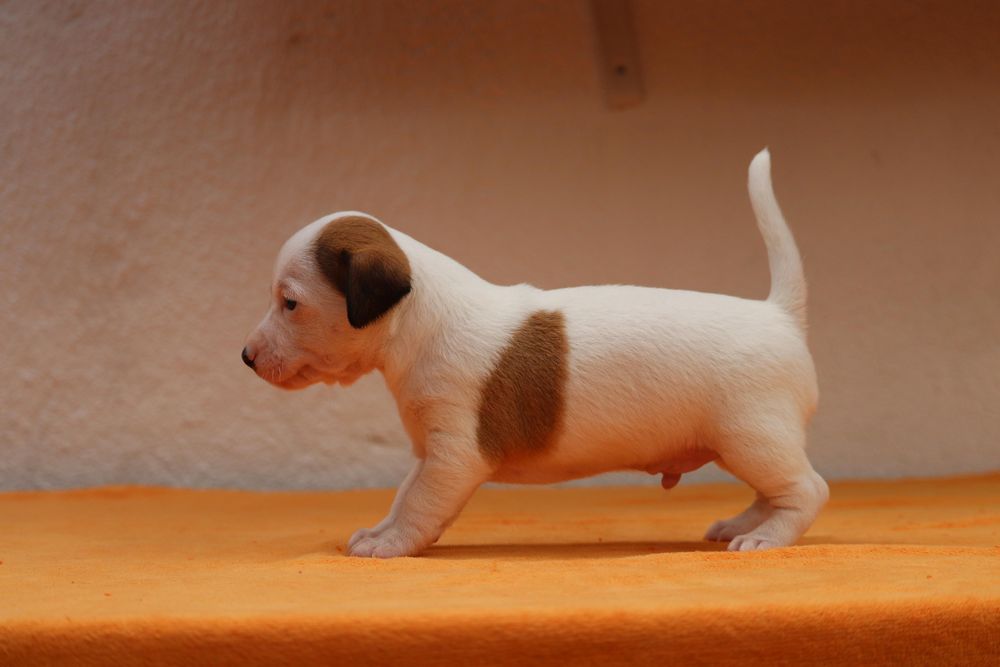 Macho Jack Russell Terrier
