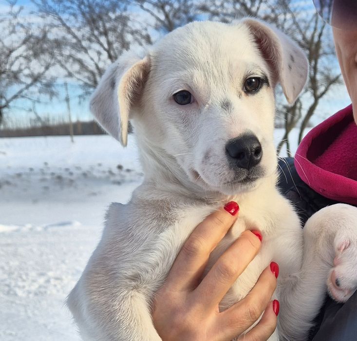 Собаки терміново шукають домівки!