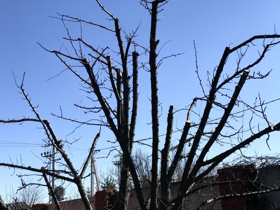 Обрізка дерев Київ | Плодові та декоративні