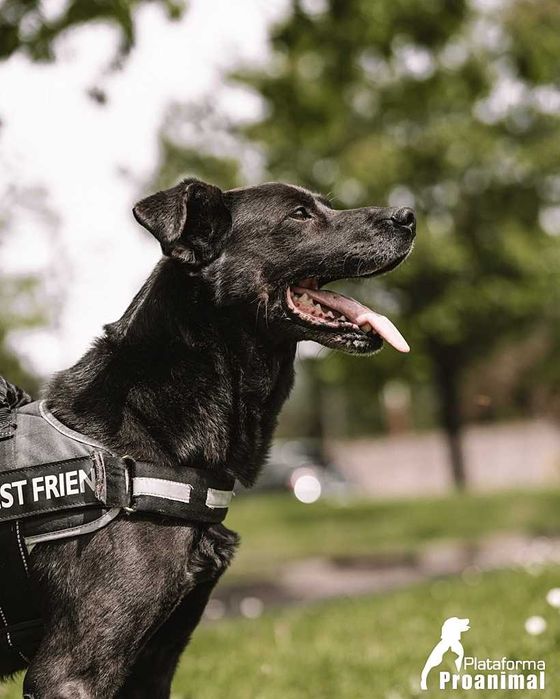 PIRATA - Cãozinho para Adoção!