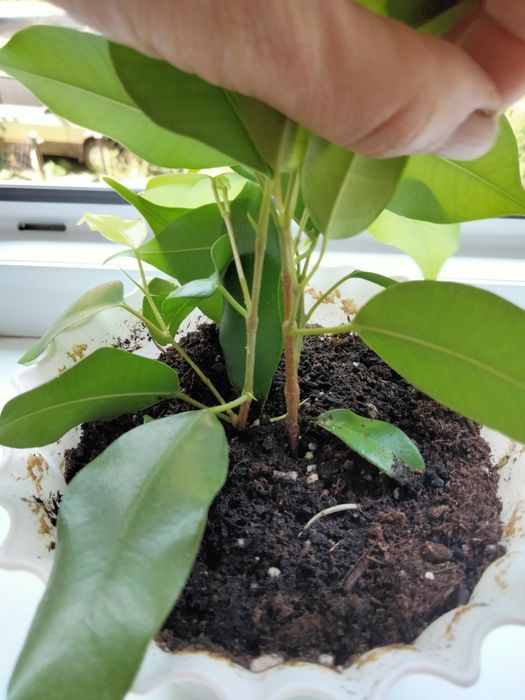 Фікус Неон ( 2 черенки)