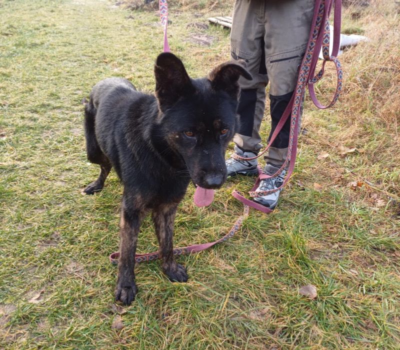 BIES w typie owczarka.Upodlony i samotny.Serce się kraja na jego widok