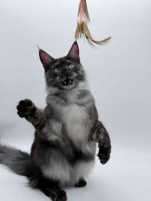 Мейн кун котенок девочка