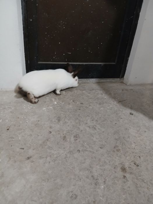 Kroliki kalifornijskie samice I samce