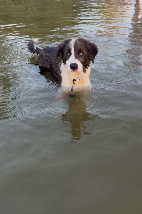 Szczeniak Border Collie FCI