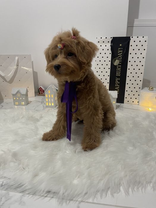 Ексклюзивні дівчатка Помапу з ідеальним характером