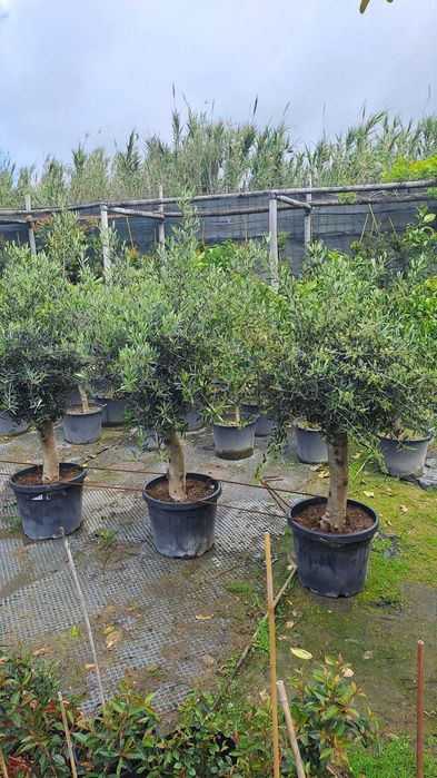 OLIVEIRAS (Olea Europaea)
