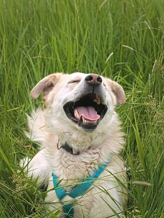 Buziak śliczny przyjazny pies ADOPCJA