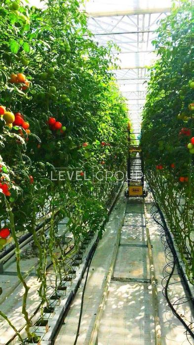 Продаж Сучасного Тепличного Комплексу та Бізнесу в Київській Області