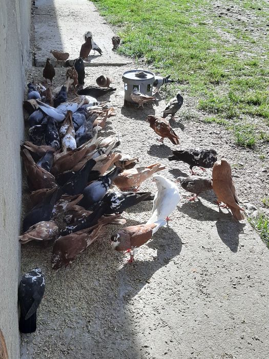 Garłacz dęty stawak stawaki polskie małopolskie możliwa wysyłka!