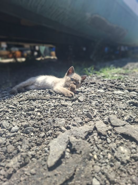 Gatinhos siameses