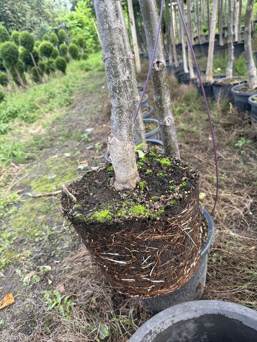 Lipa drobnolistna Greenspire doniczka 10l , 10-12cm wysossc 3,5m