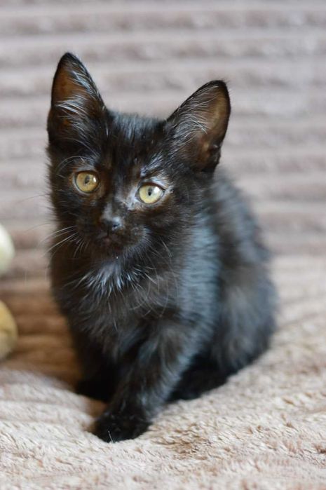 Маленький черный котеночек Мира в поиске семьи, добрая и ласковая