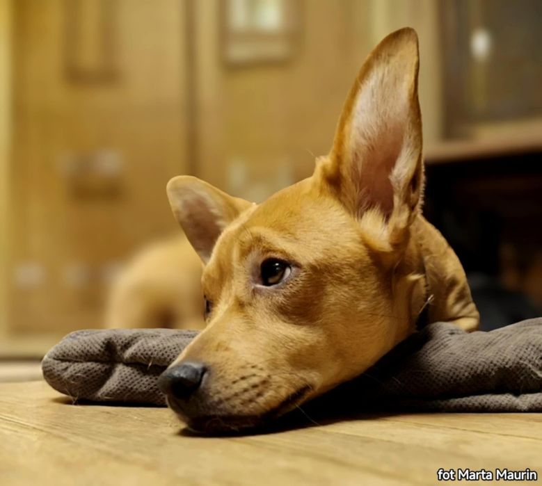 KLEMENTYNKA - ok. 2 letnia sunia do adopcji