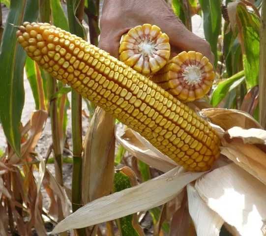 Nasiona kukurydzy CELONG ziarno FAO 250 (80 tys.)