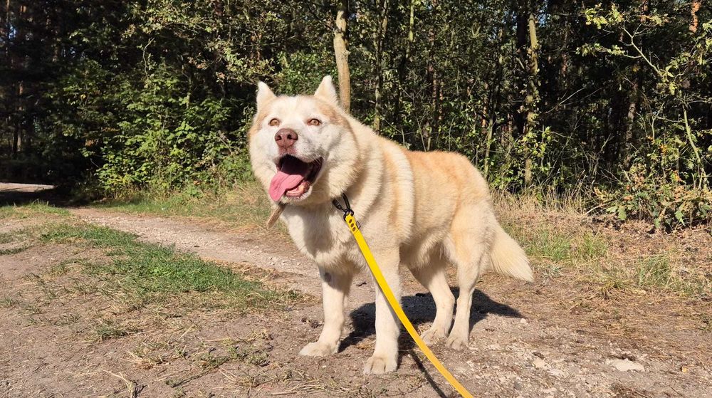 Misiek łagodny pies husky adopcja