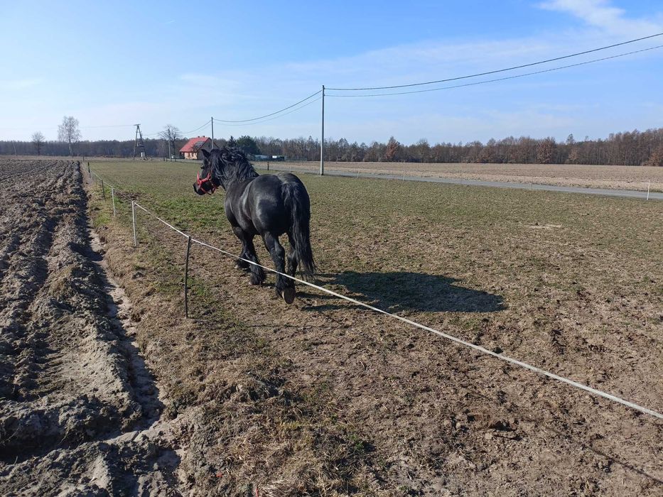 Ogier sztum 81pkt. zamiana/sprzedaż