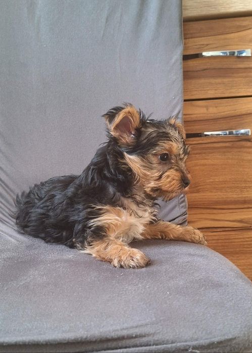 Piesek Yorkshire Terrier