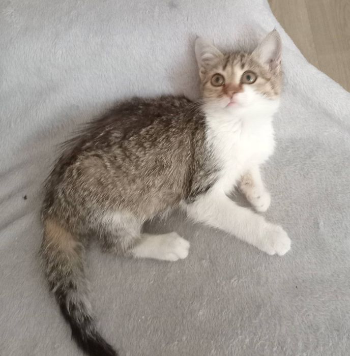 Харьков! Отдаётся  кошечка ответственным хозяевам!