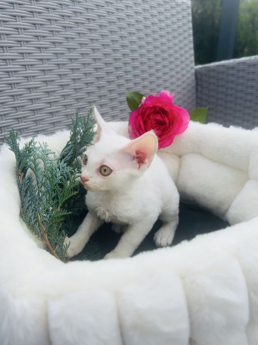 Slodki kocurek Devon Rex