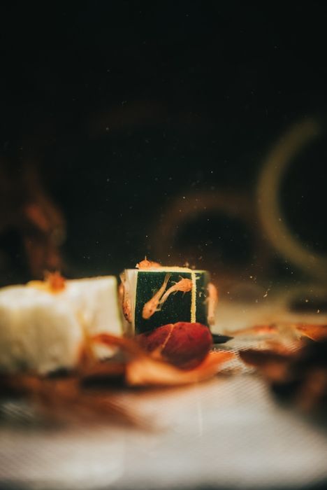 Ancistrus Super Red e Ancistrus Lemon Blue Eyes