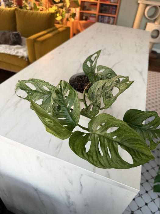 Monstera adansonii mint variegata
