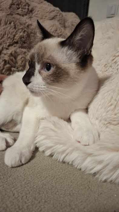 Gatinhos bebés para adopção