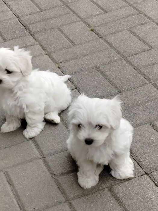 Sprzedam suczkę maltańczyka