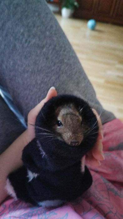 3 koszatniczki szukają nowego domu