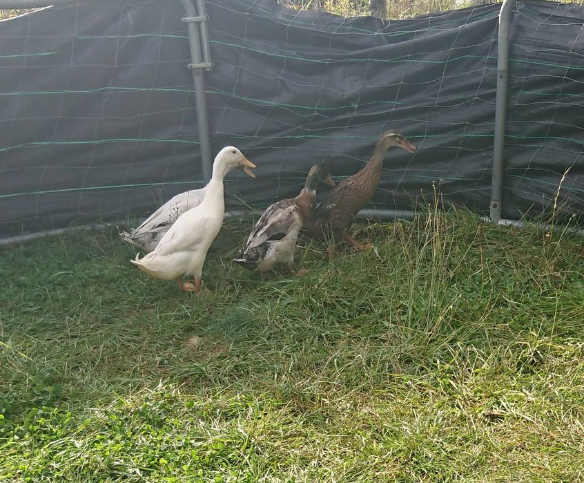 Kaczor biegus 10 miesieczny