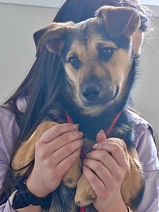 TYMONEK 6 mies szczeniak do adopcji uratowany w Bułgarii