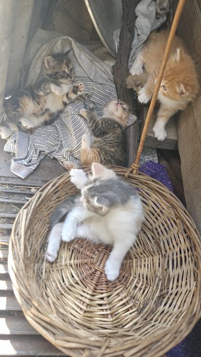 Котенята в добрі руки