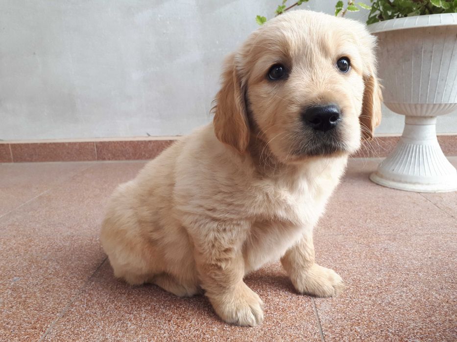 Golden Retriever