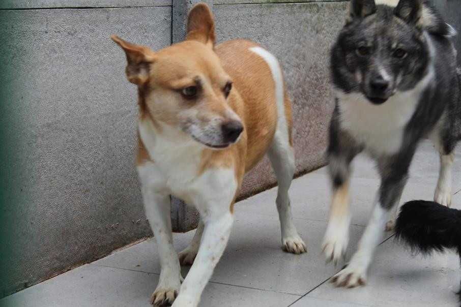 583491 Rossi do adopcji