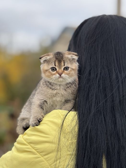 Плюшева дівчинка Скотіш Фолд Золота Шиншила