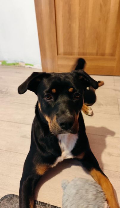 Oddam  za darmo owczarek niemiecki pitbull mix rodwailer