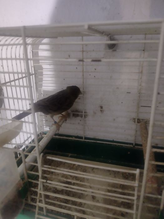 Kanarki- Samica Antracytowa