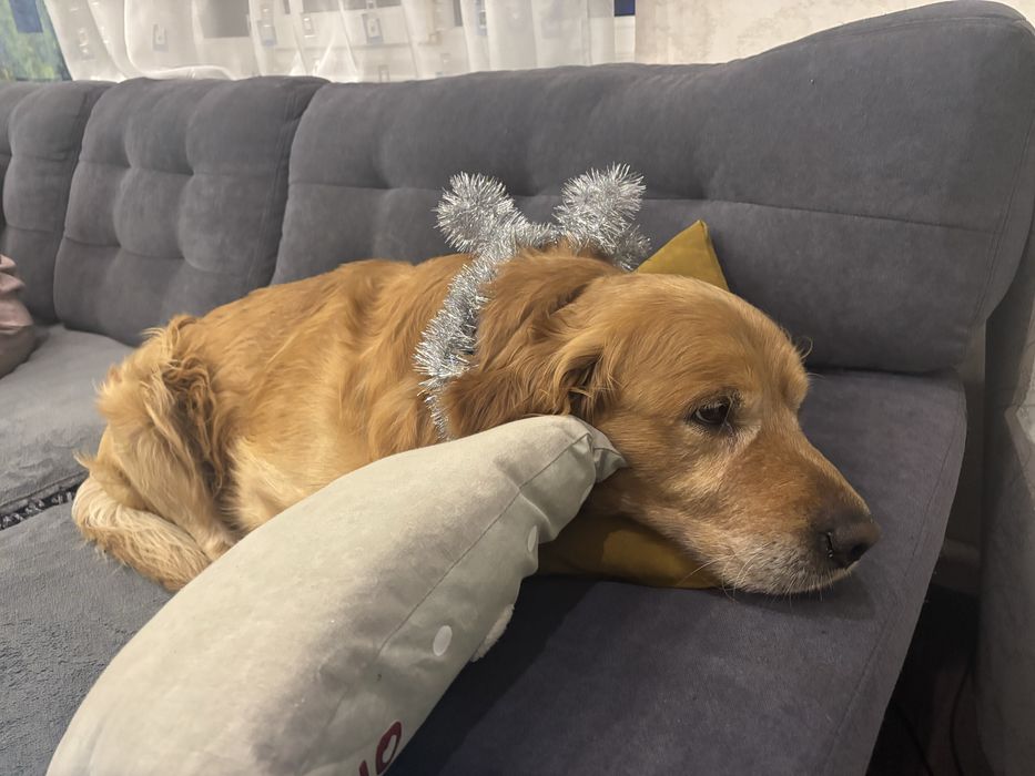 Золотистий Ретривер для вязки