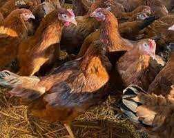 Kury Nioski Rosa Messa Leghorn młode kurki z pierwszym jajkiem