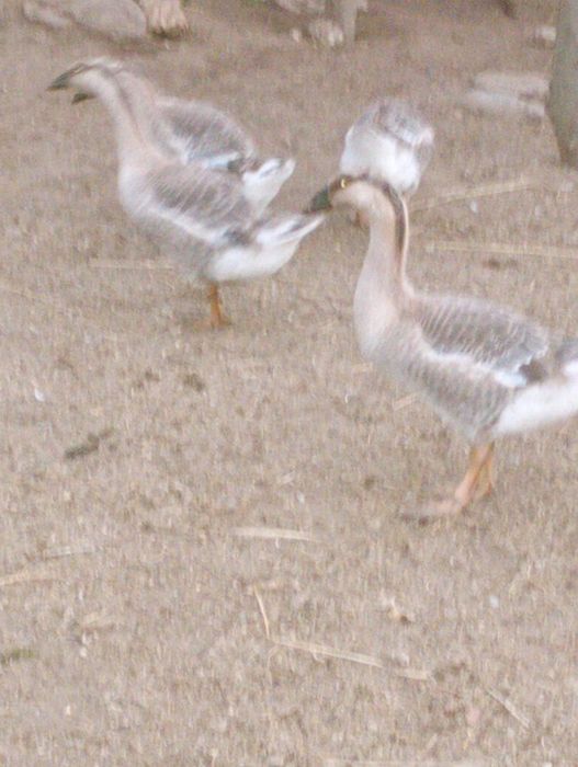Patos carolinos e mandarins