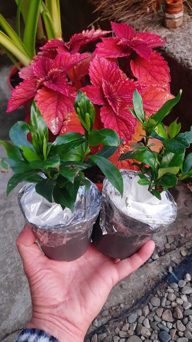 Gardenia "Crown Jewel, mrozoodporna do uprawy gruntowej! Piękny zapach