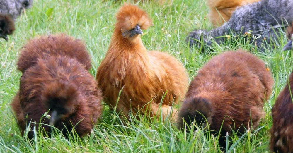Ovos, pintos, e adultas sedosas do japão barbudas varias cores