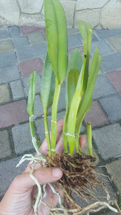 Продам свої орхідеї