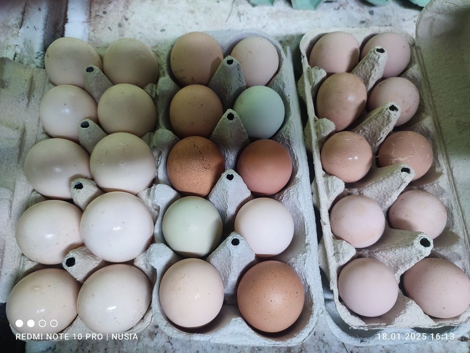 Jaja wiejskie, jajka od kurek ,na wolnym wybiegu