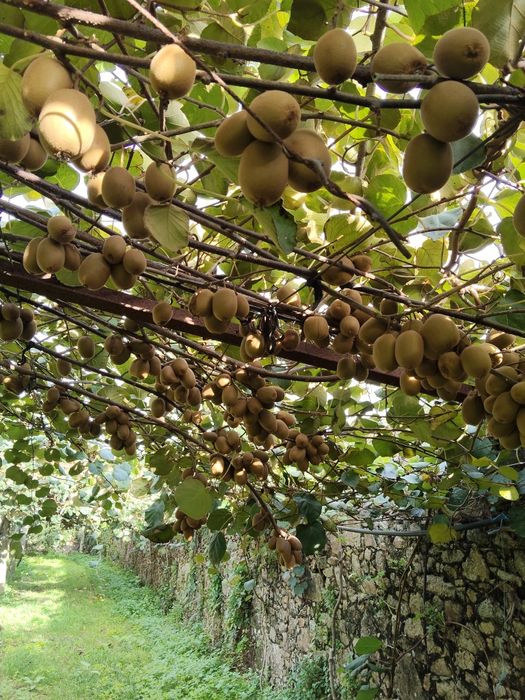 Venda de Kiwi amarelo.