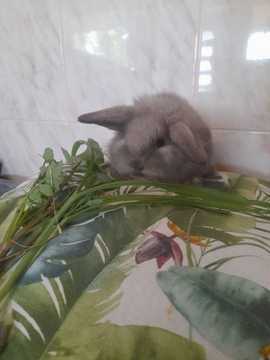 Coelhos anões Mini Lop