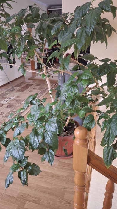 Дерево роза китайская